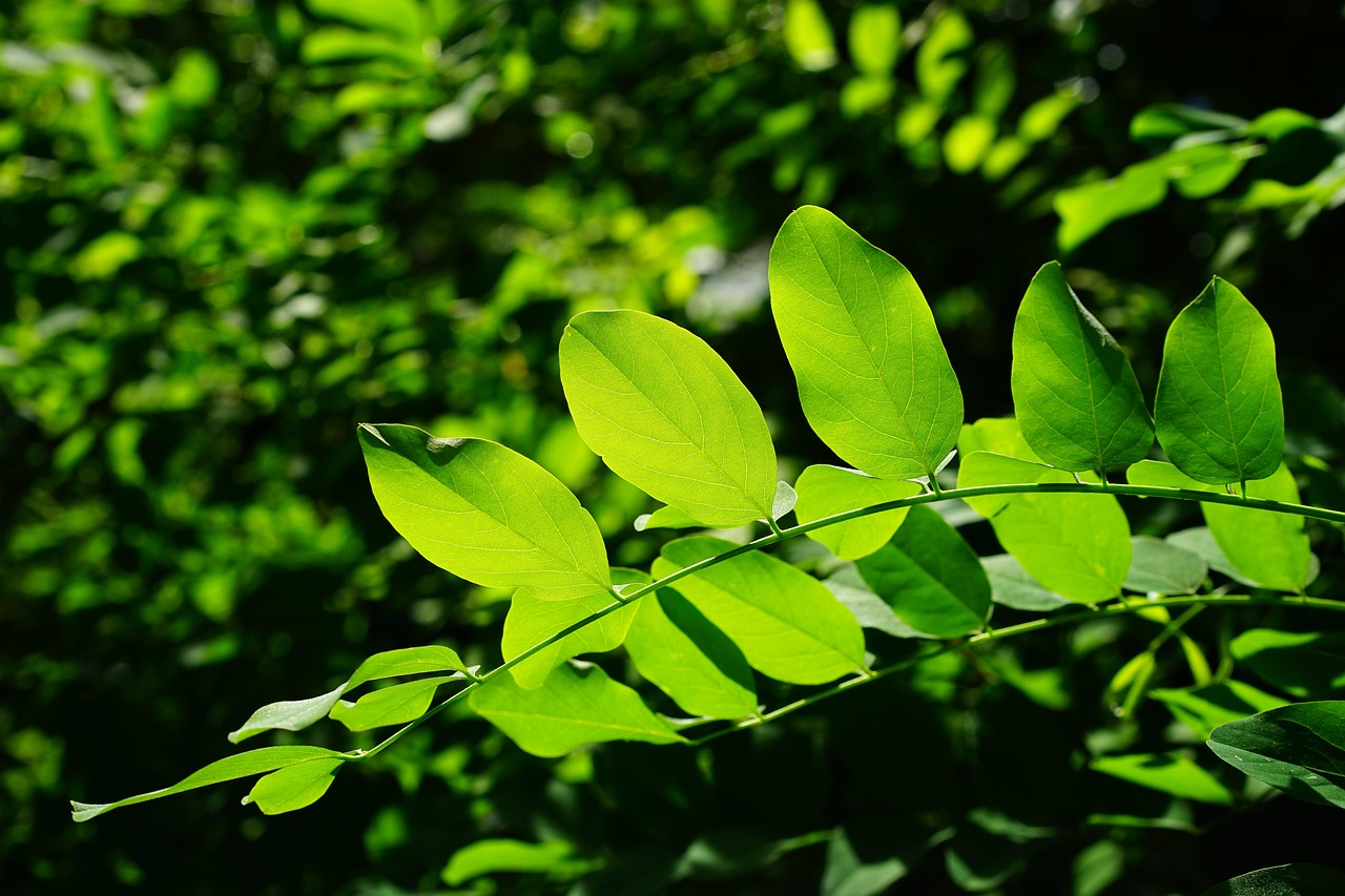 leaves, green, ordinary robinia, tree, shades of green, details, leaf veins, filigree, leaf structures, to shine through, shining, light green, dark green, robinia pseudoacacia, robinia, false acacia, shamrock, ornamental plant, early summer pasture plant, branch, leaf green, chlorophyll, general schotendorn, summer green deciduous tree, summer green, deciduous tree, translucent, bright green, bright, park tree, backlighting, butterflies, fabaceae, leaf, legumes, nature, summer tree, summer, ornamental tree, green, dark green, dark green, dark green, chlorophyll, chlorophyll, chlorophyll, chlorophyll, chlorophyll, leaf, leaf, legumes, legumes, summer